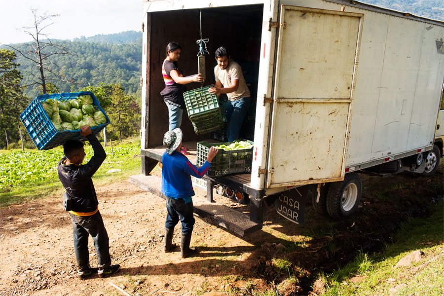 Day labourers load the truck that comes to collect Salomón’s harvest