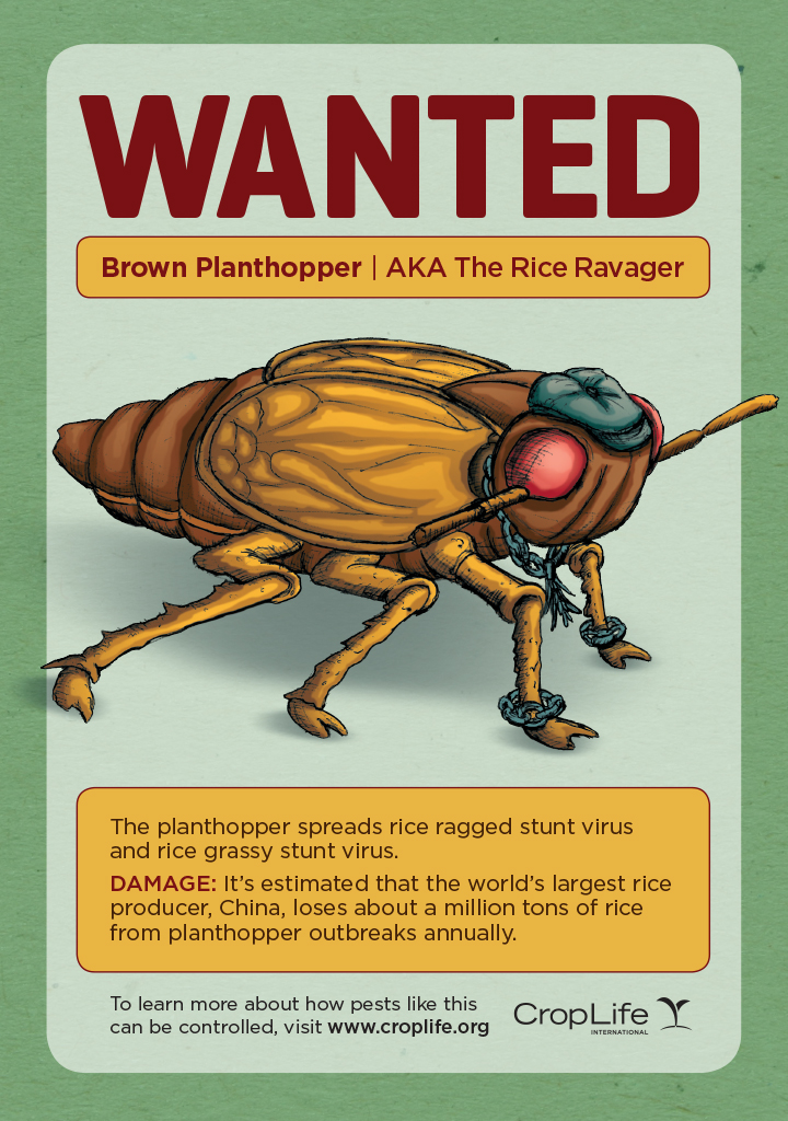 14CLI6227-Bug-Thugs-Brown-Planthopper-V2