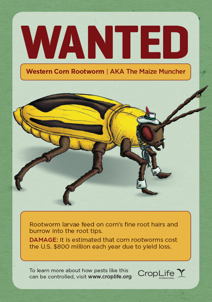 14CLI6227-Bug-Thugs-Western-Corn-Rootworm-V2