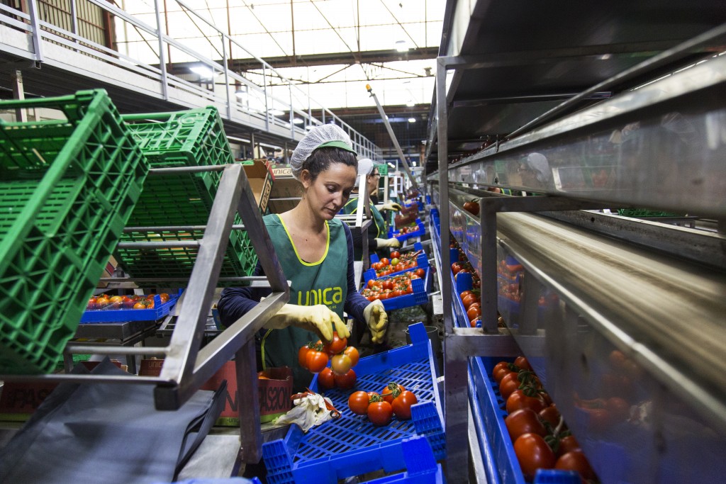 Women pack tomatoes at the CASUR SCA facilities in Almeria, Spain.