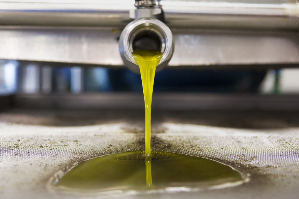 Oil coming out of the press at the olive oil Nikolaou family plant in Megara, Greece