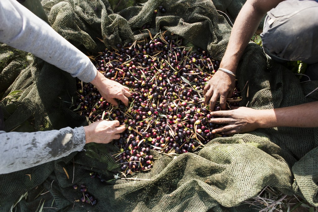 Day labourers separate leaves from olives during harvest on Giorgos Papavasilis' olive grove, Attiki, Greece