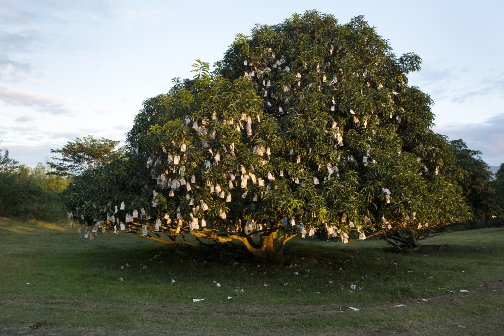 Bagged mangos on a tree. Mangos are bagged to protect them against pests ,near San Pedro, Batangas City, Philippines.