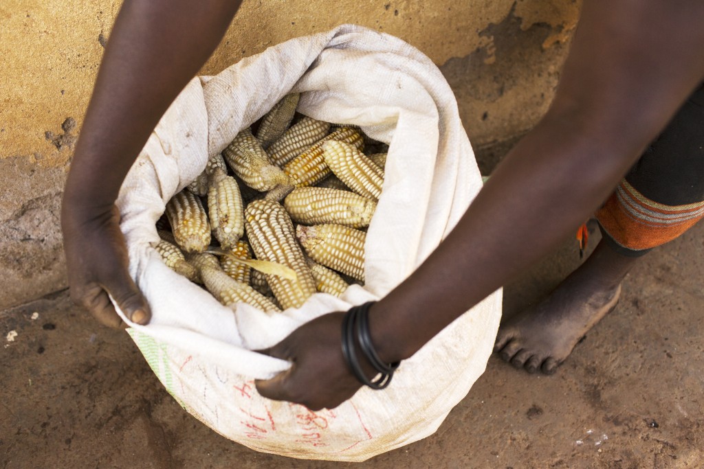 Maize farmer Grace Maku opens a bag of maize , Namulonge, Uganda