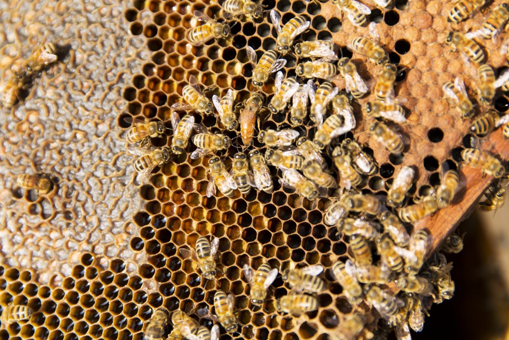 A bee hive frame with the queen in the centre in an almond grove in Shafter, California.