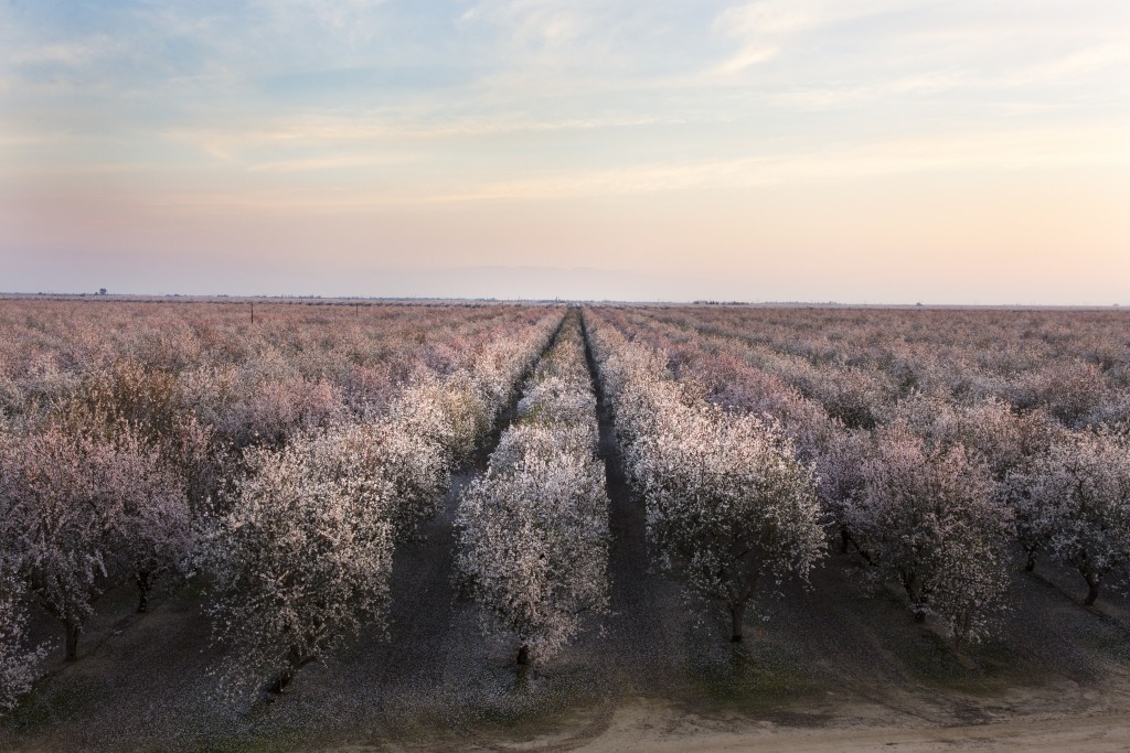 An almond grove in bloom near Bakersfield in California, USA.