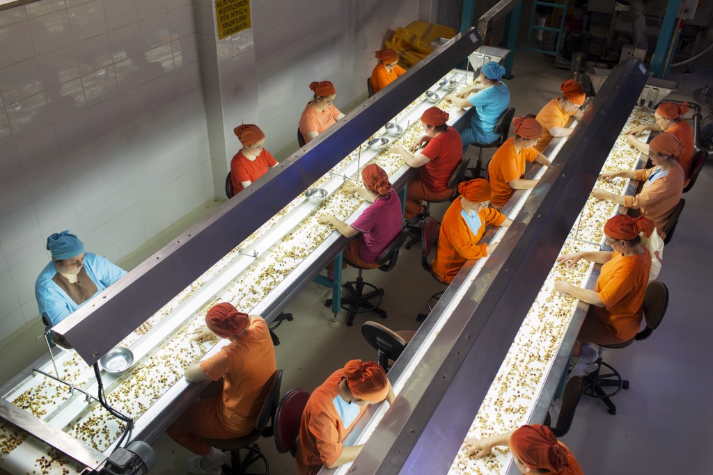 Workers sort hazelnuts on conveyor belts at the Yavuz Hazelnut Products processing plant, Giresun, Turkey.