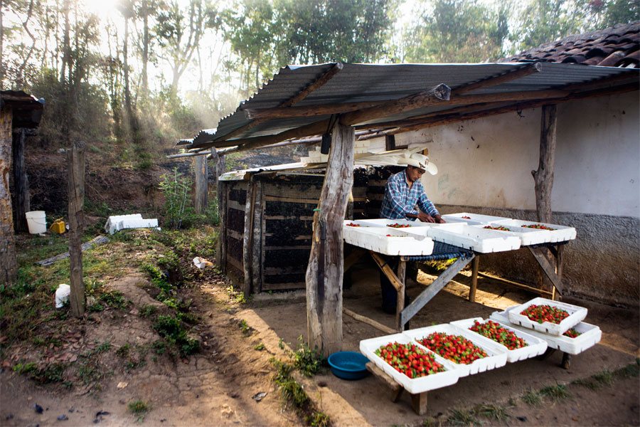 Emiliano is sorting and packing the strawberries harvested that morning. 
