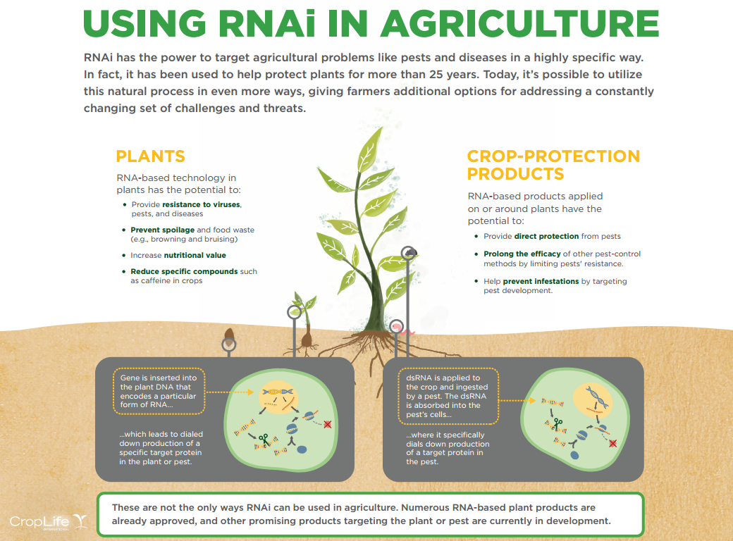 RNAi is Code for Crop Improvement | CropLife International